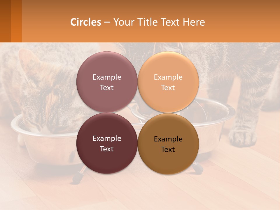 Two Cats Eating Out Of A Metal Bowl PowerPoint Template
