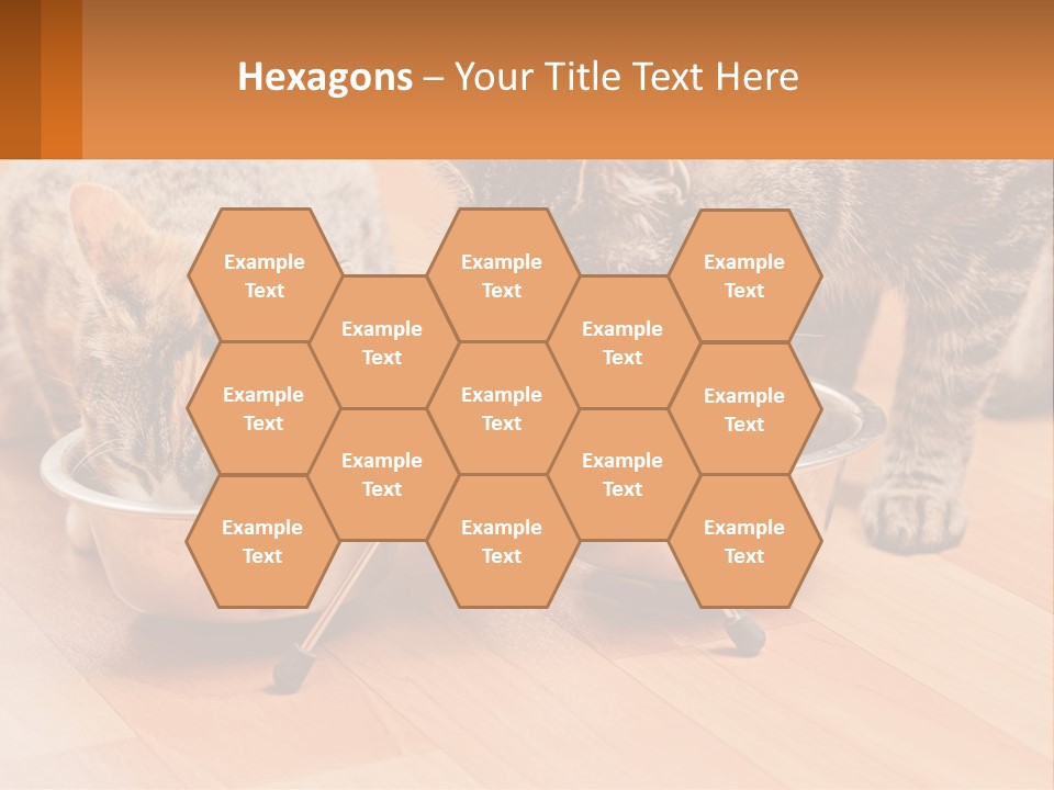 Two Cats Eating Out Of A Metal Bowl PowerPoint Template