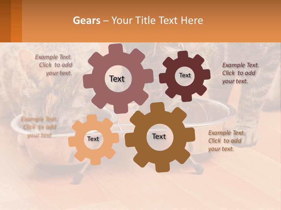 Two Cats Eating Out Of A Metal Bowl PowerPoint Template