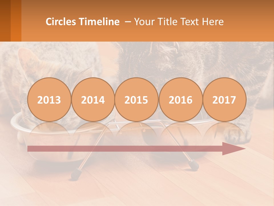 Two Cats Eating Out Of A Metal Bowl PowerPoint Template