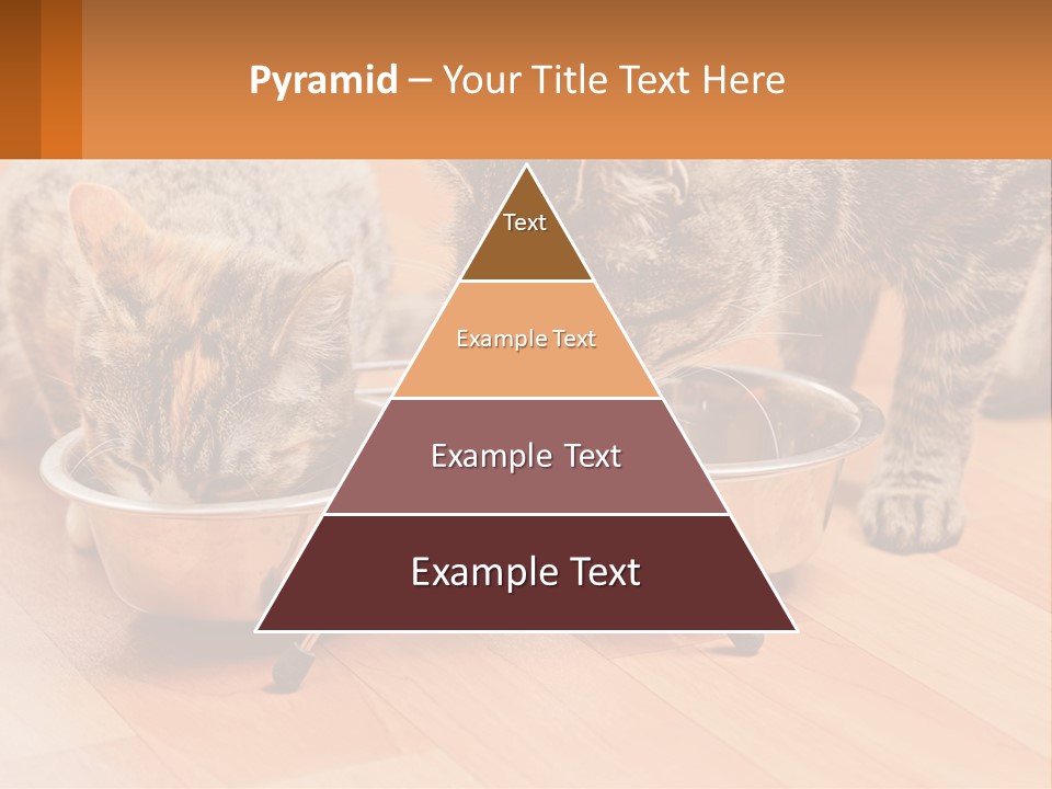 Two Cats Eating Out Of A Metal Bowl PowerPoint Template