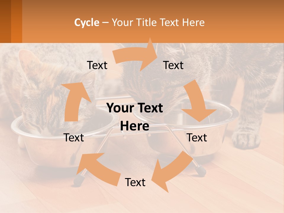 Two Cats Eating Out Of A Metal Bowl PowerPoint Template