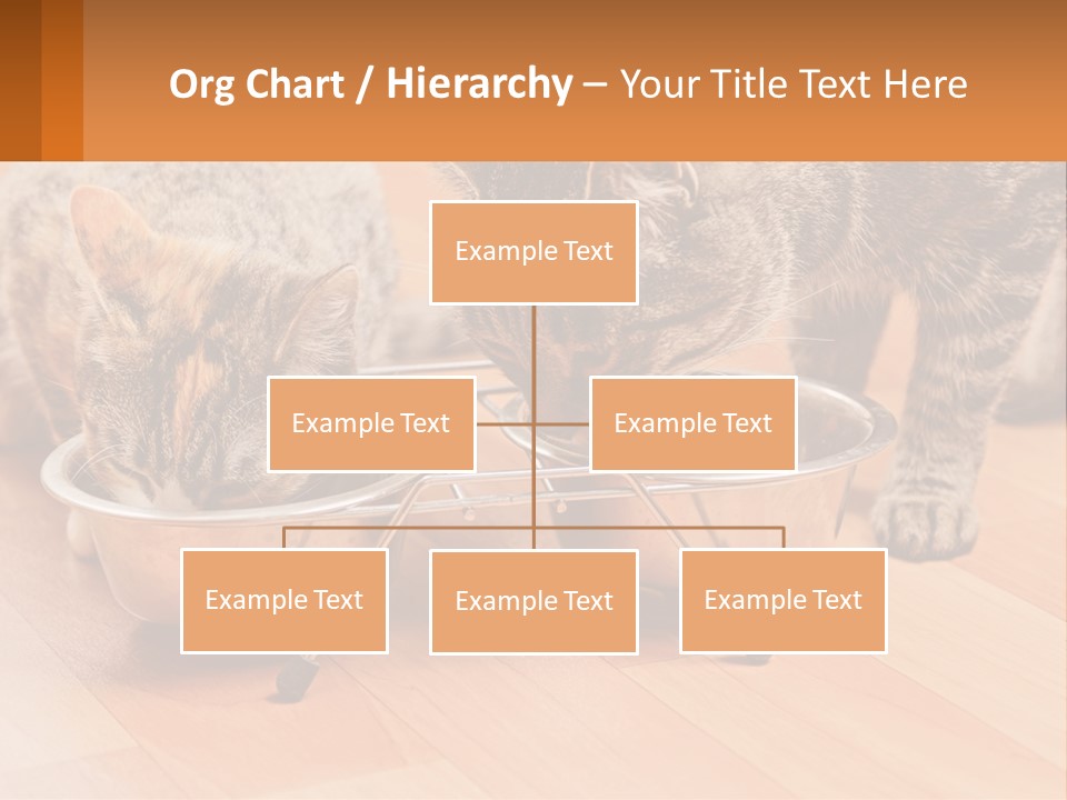 Two Cats Eating Out Of A Metal Bowl PowerPoint Template