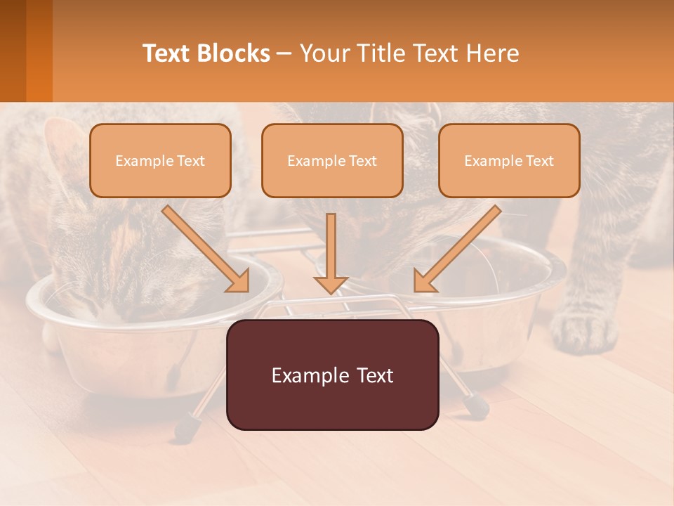 Two Cats Eating Out Of A Metal Bowl PowerPoint Template