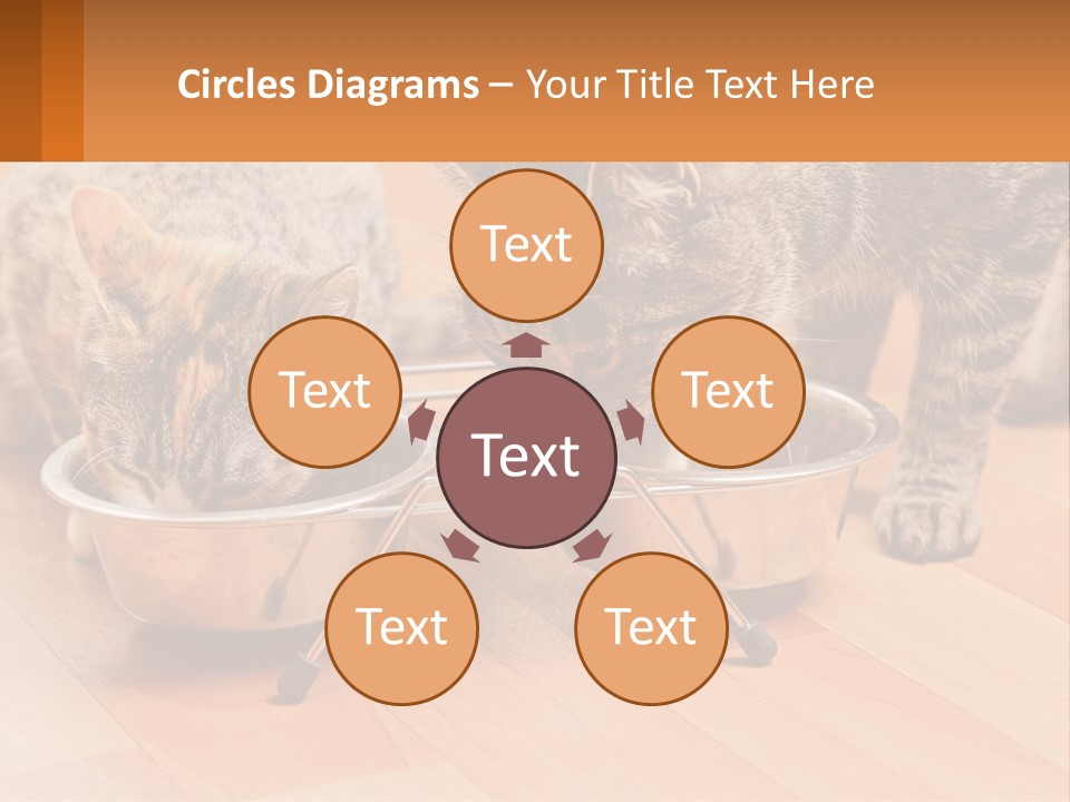 Two Cats Eating Out Of A Metal Bowl PowerPoint Template