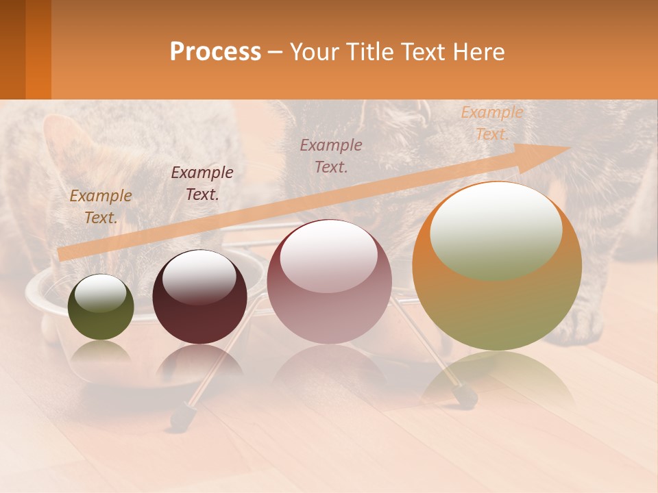 Two Cats Eating Out Of A Metal Bowl PowerPoint Template