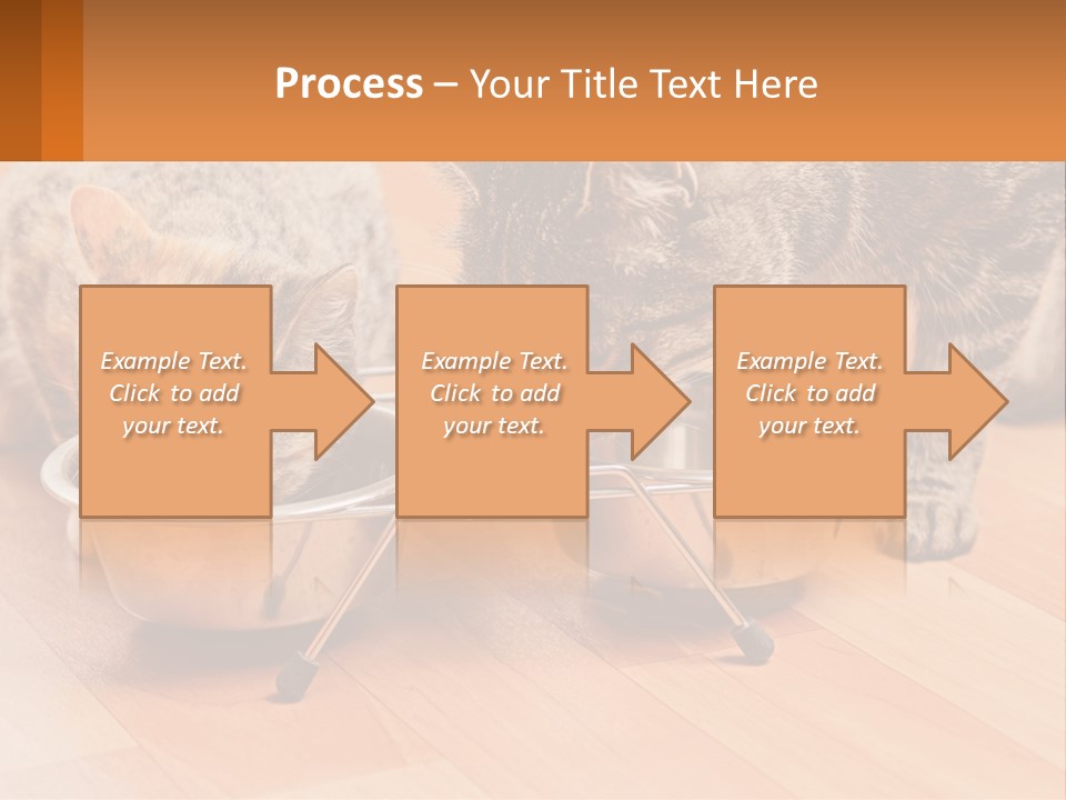 Two Cats Eating Out Of A Metal Bowl PowerPoint Template