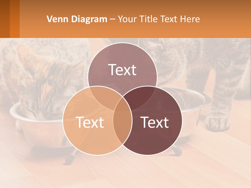 Two Cats Eating Out Of A Metal Bowl PowerPoint Template