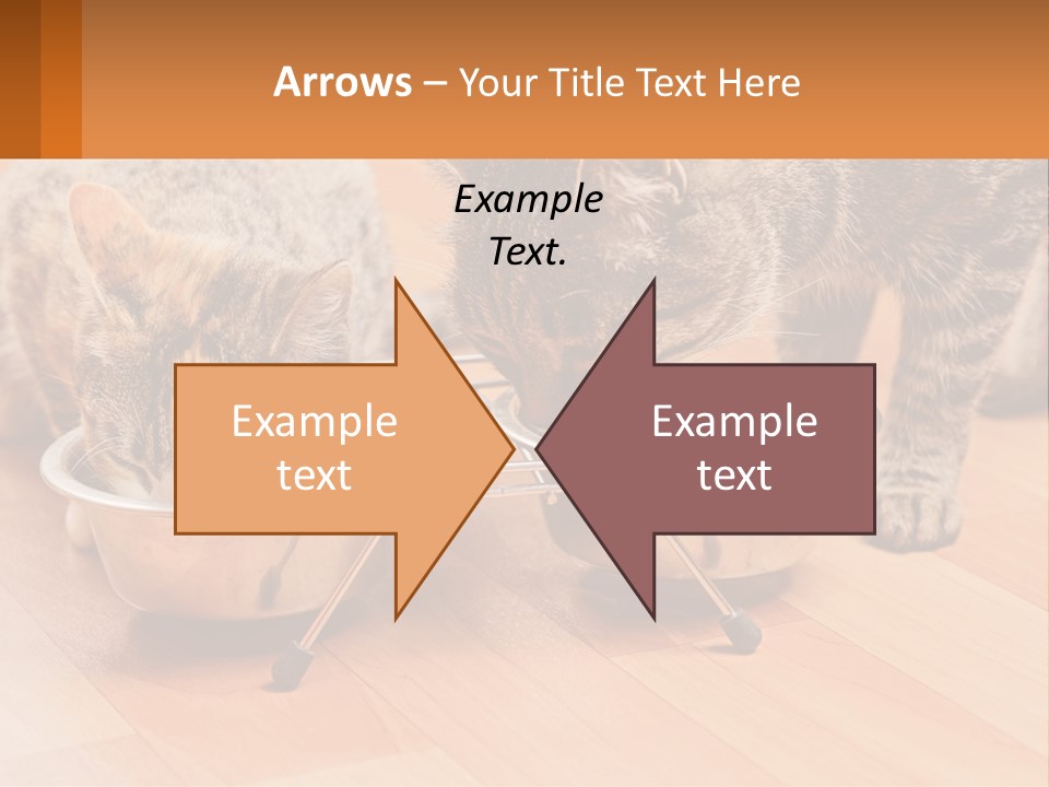 Two Cats Eating Out Of A Metal Bowl PowerPoint Template