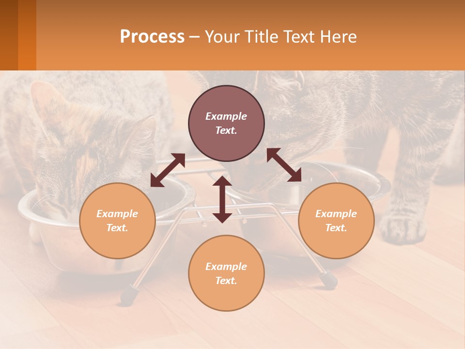 Two Cats Eating Out Of A Metal Bowl PowerPoint Template