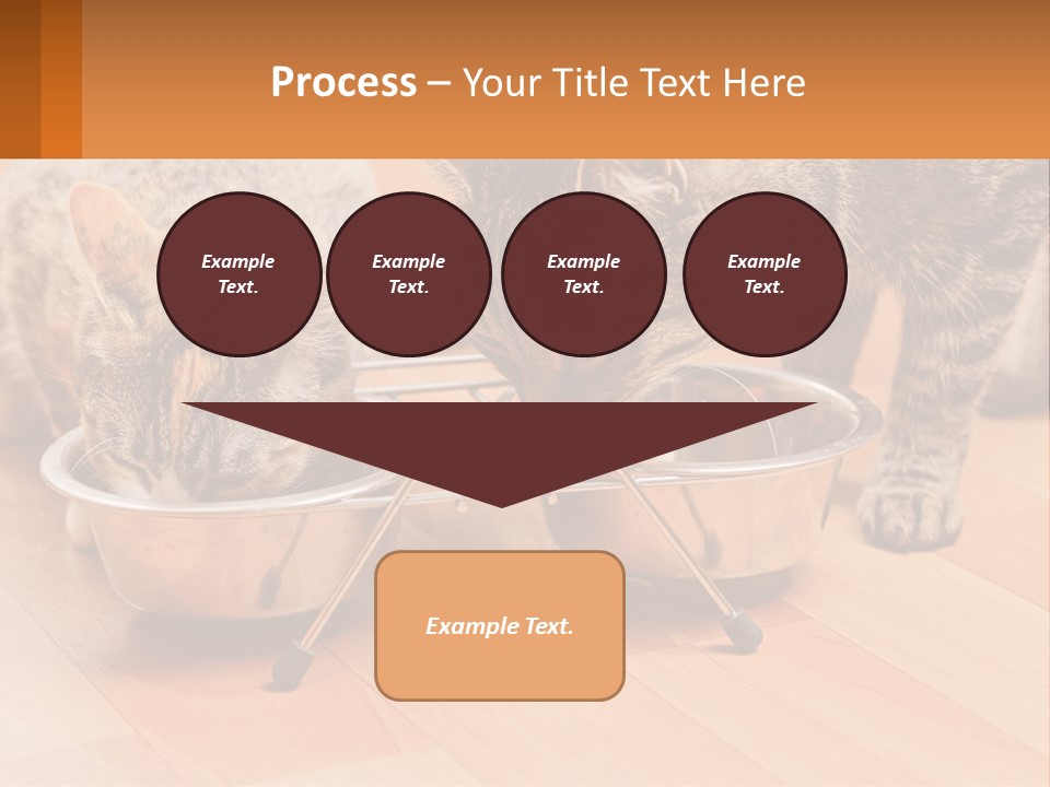 Two Cats Eating Out Of A Metal Bowl PowerPoint Template