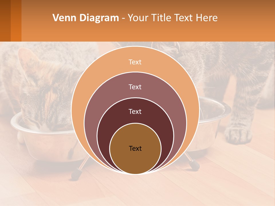 Two Cats Eating Out Of A Metal Bowl PowerPoint Template