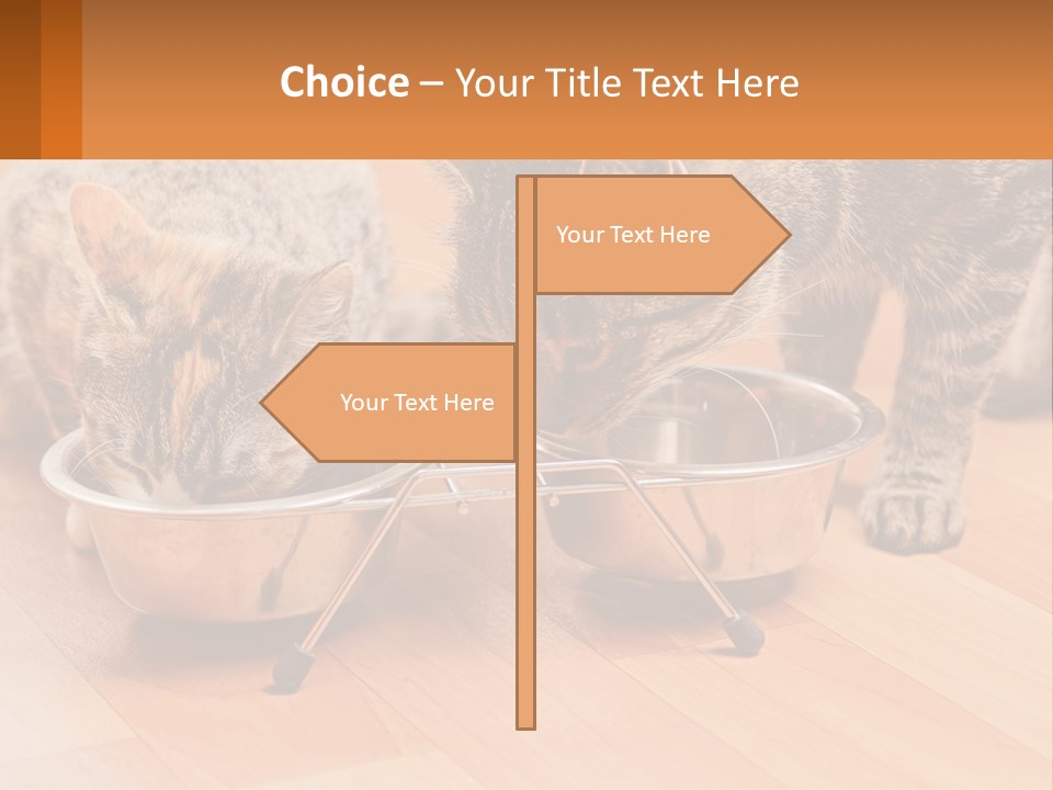 Two Cats Eating Out Of A Metal Bowl PowerPoint Template