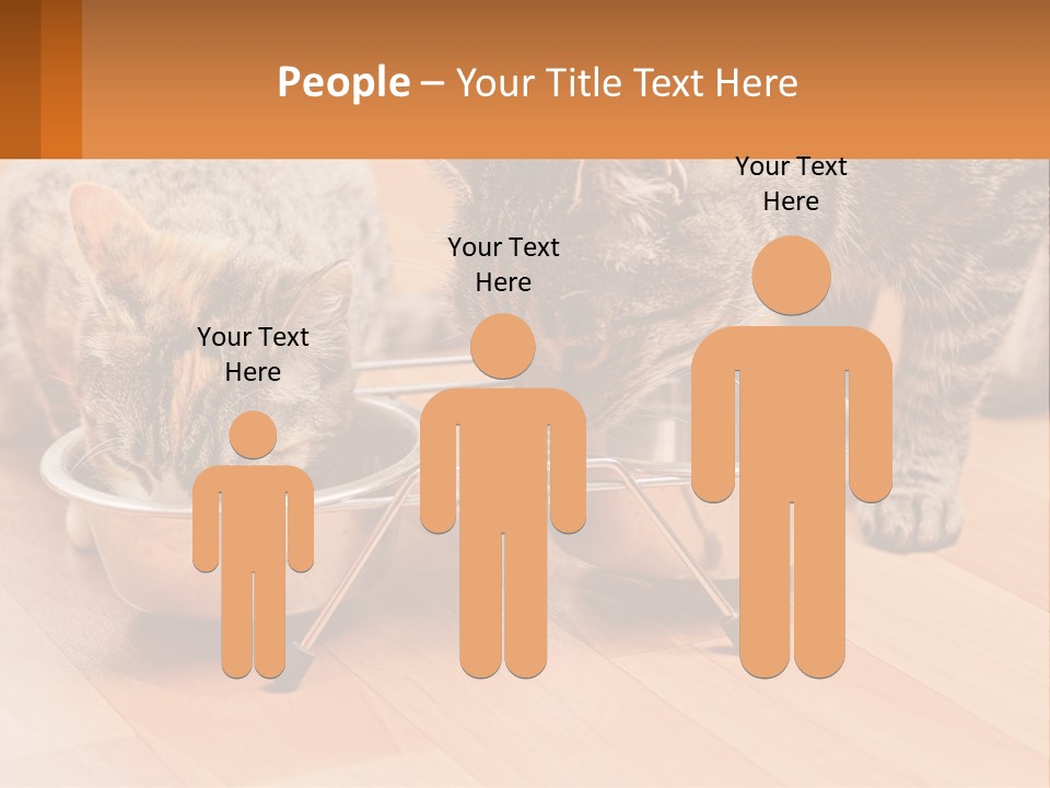 Two Cats Eating Out Of A Metal Bowl PowerPoint Template