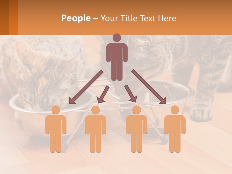 Two Cats Eating Out Of A Metal Bowl PowerPoint Template