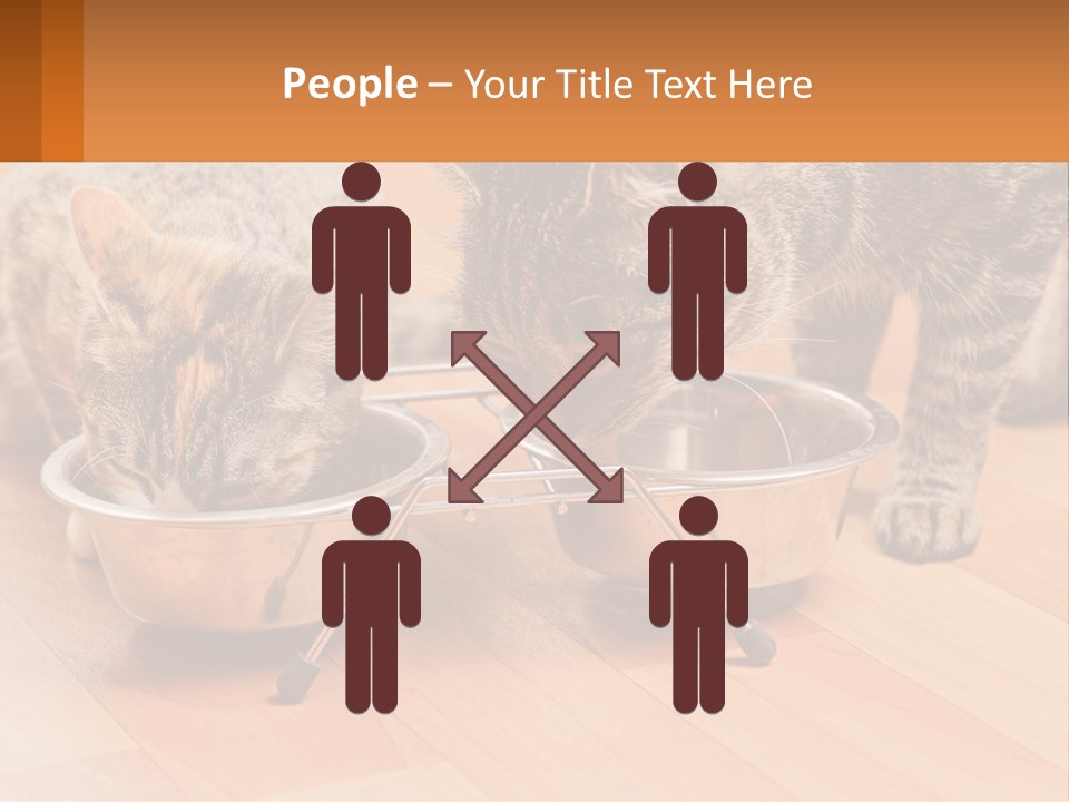 Two Cats Eating Out Of A Metal Bowl PowerPoint Template