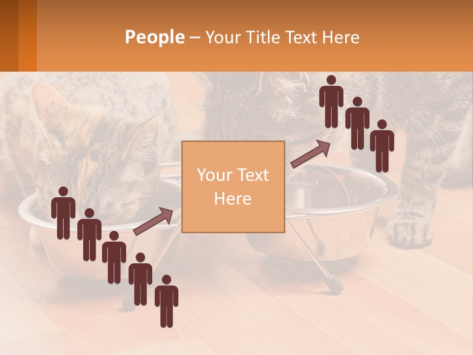 Two Cats Eating Out Of A Metal Bowl PowerPoint Template