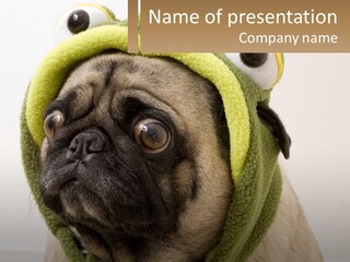 A Small Pug Dog Wearing A Towel With Eyes PowerPoint Template