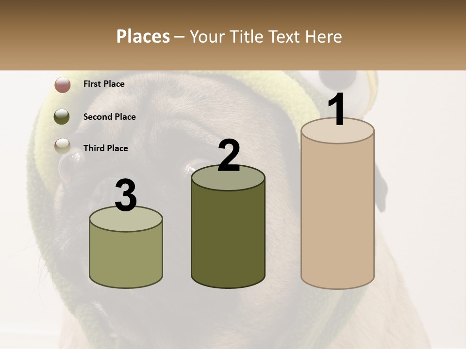 A Small Pug Dog Wearing A Towel With Eyes PowerPoint Template