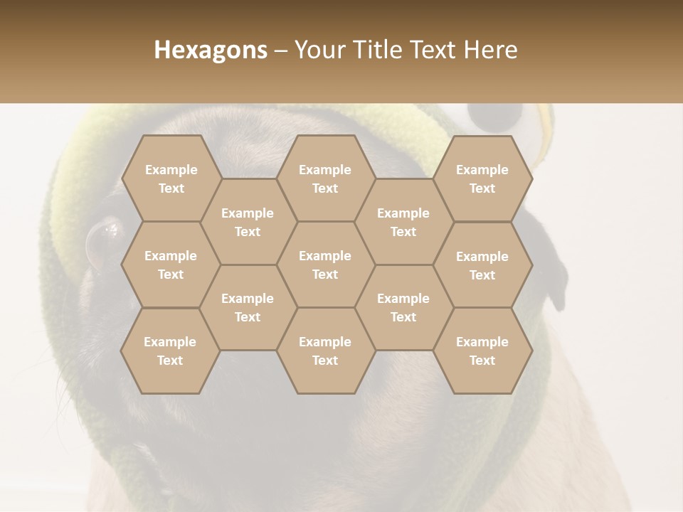 A Small Pug Dog Wearing A Towel With Eyes PowerPoint Template