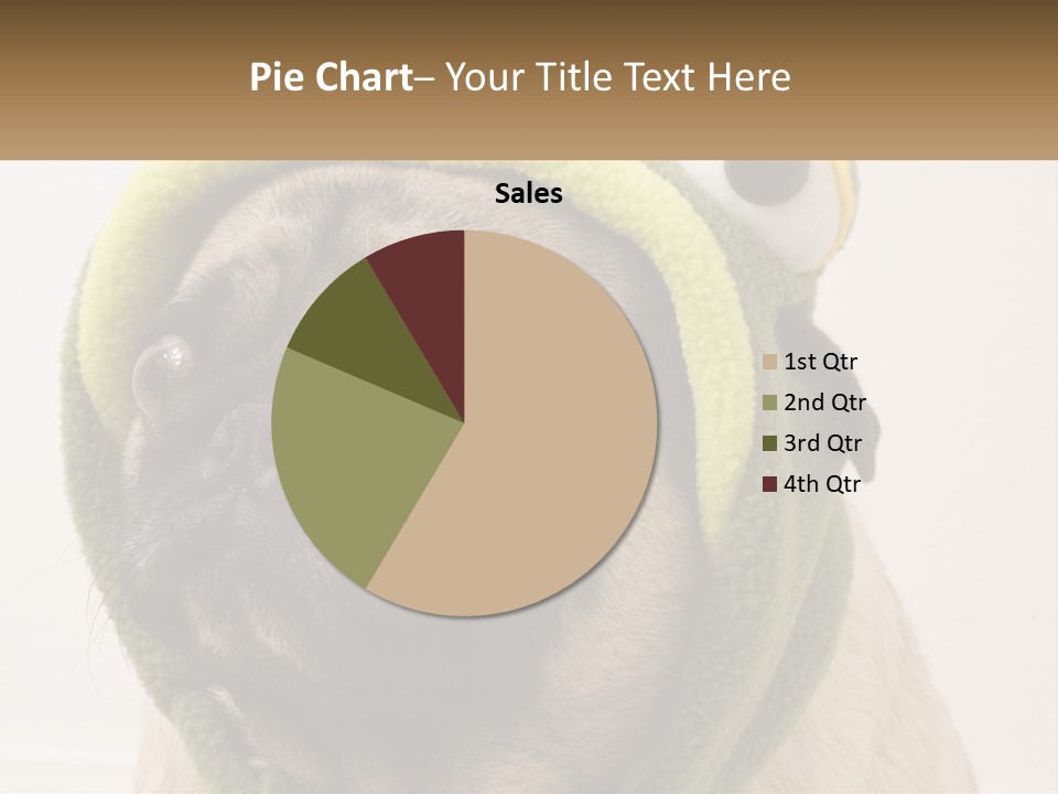 A Small Pug Dog Wearing A Towel With Eyes PowerPoint Template