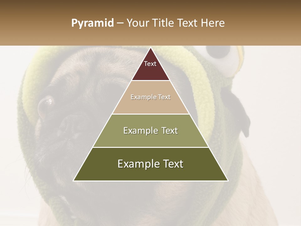 A Small Pug Dog Wearing A Towel With Eyes PowerPoint Template