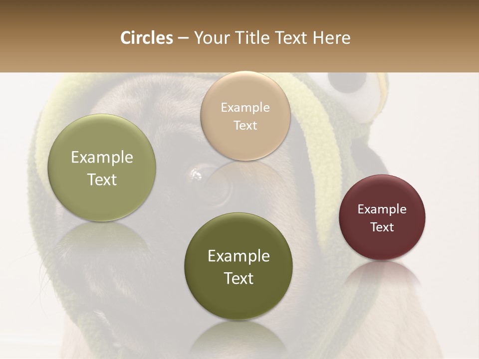 A Small Pug Dog Wearing A Towel With Eyes PowerPoint Template