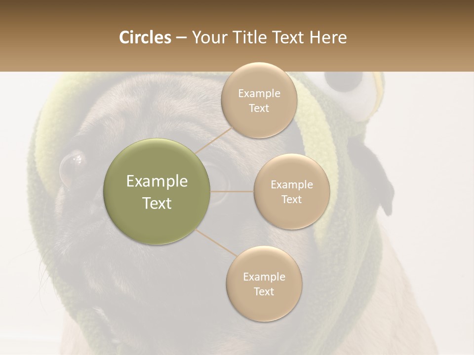 A Small Pug Dog Wearing A Towel With Eyes PowerPoint Template