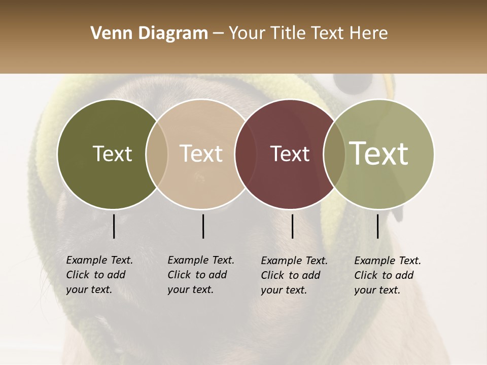 A Small Pug Dog Wearing A Towel With Eyes PowerPoint Template