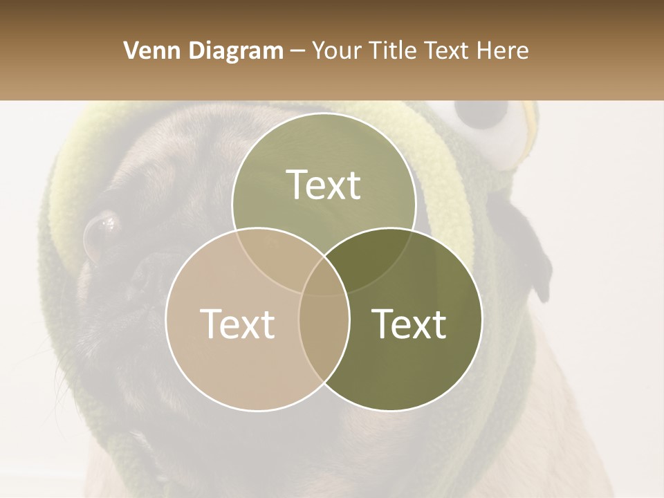 A Small Pug Dog Wearing A Towel With Eyes PowerPoint Template