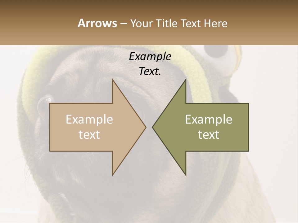 A Small Pug Dog Wearing A Towel With Eyes PowerPoint Template