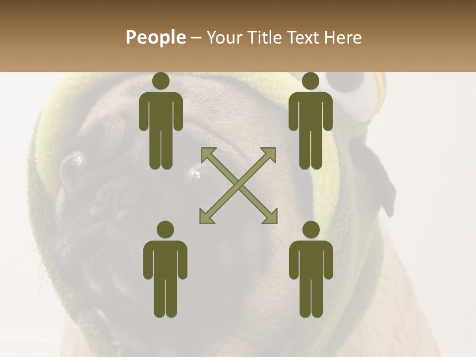 A Small Pug Dog Wearing A Towel With Eyes PowerPoint Template