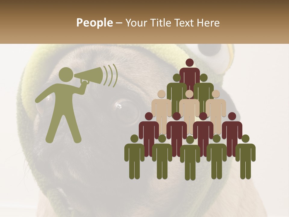 A Small Pug Dog Wearing A Towel With Eyes PowerPoint Template