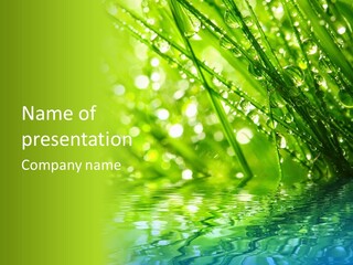 A Green Grass With Water Drops On It PowerPoint Template
