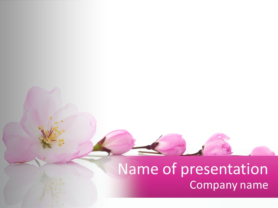 A Pink Flower On A White Background With A Pink Ribbon PowerPoint Template