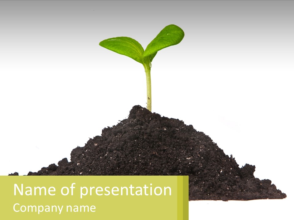 A Green Plant Sprouting Out Of A Pile Of Dirt PowerPoint Template