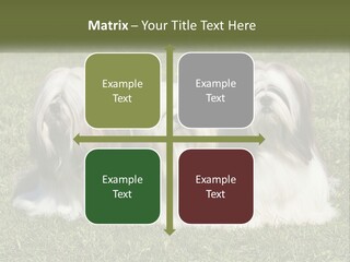 A Group Of Three Dogs Sitting On Top Of A Lush Green Field PowerPoint Template