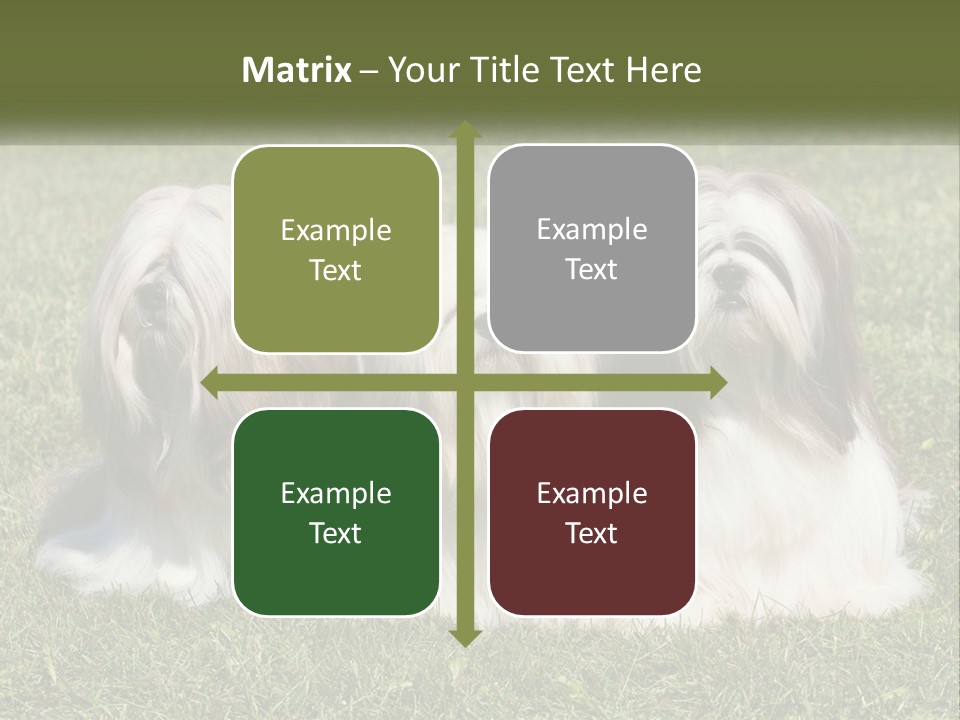 A Group Of Three Dogs Sitting On Top Of A Lush Green Field PowerPoint Template