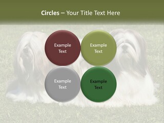 A Group Of Three Dogs Sitting On Top Of A Lush Green Field PowerPoint Template