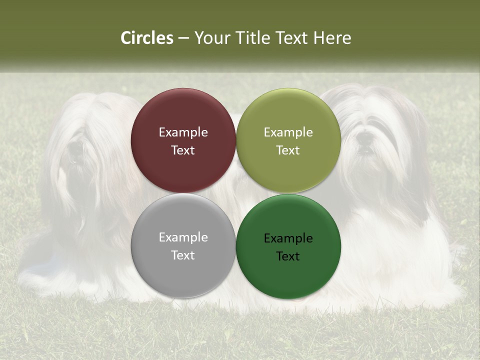 A Group Of Three Dogs Sitting On Top Of A Lush Green Field PowerPoint Template