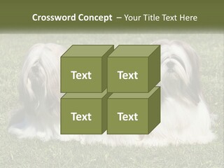 A Group Of Three Dogs Sitting On Top Of A Lush Green Field PowerPoint Template