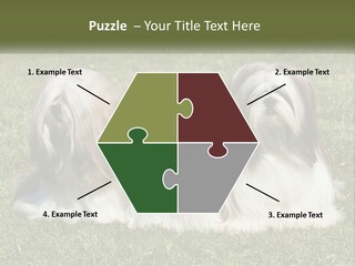 A Group Of Three Dogs Sitting On Top Of A Lush Green Field PowerPoint Template