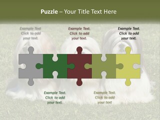 A Group Of Three Dogs Sitting On Top Of A Lush Green Field PowerPoint Template