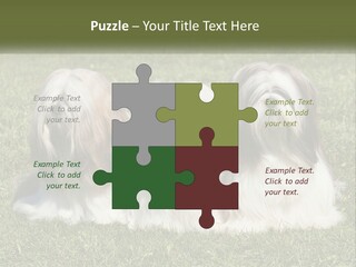 A Group Of Three Dogs Sitting On Top Of A Lush Green Field PowerPoint Template