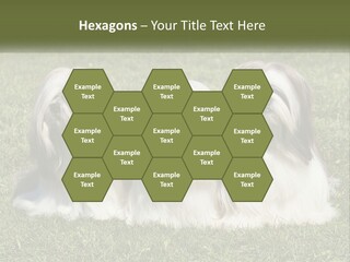 A Group Of Three Dogs Sitting On Top Of A Lush Green Field PowerPoint Template