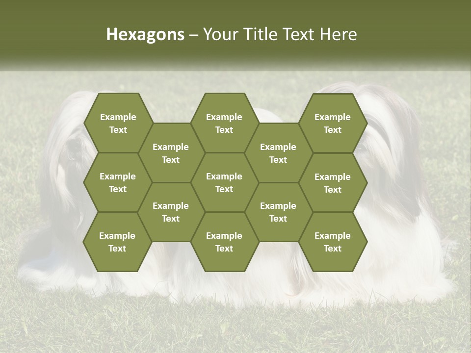 A Group Of Three Dogs Sitting On Top Of A Lush Green Field PowerPoint Template
