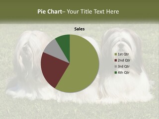 A Group Of Three Dogs Sitting On Top Of A Lush Green Field PowerPoint Template