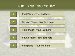 A Group Of Three Dogs Sitting On Top Of A Lush Green Field PowerPoint Template