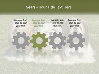 A Group Of Three Dogs Sitting On Top Of A Lush Green Field PowerPoint Template