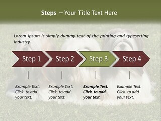 A Group Of Three Dogs Sitting On Top Of A Lush Green Field PowerPoint Template